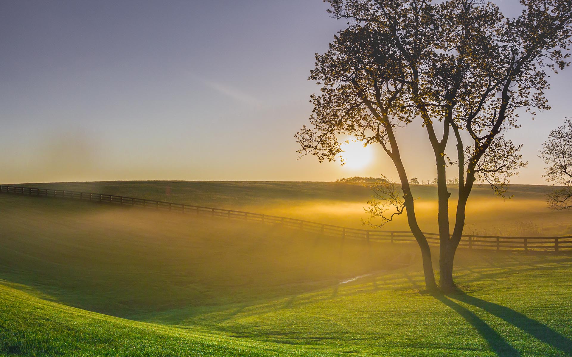 Homepage - Beautiful Misty Field With One Lone Tree at Sunrise